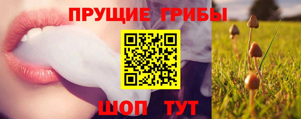 Кудрово  Галлюциногенные грибы Psilocybine cubensis  Вход с VPN 